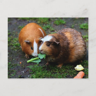 Två Cute Guinea Grisar Eating Veggies Vykort
