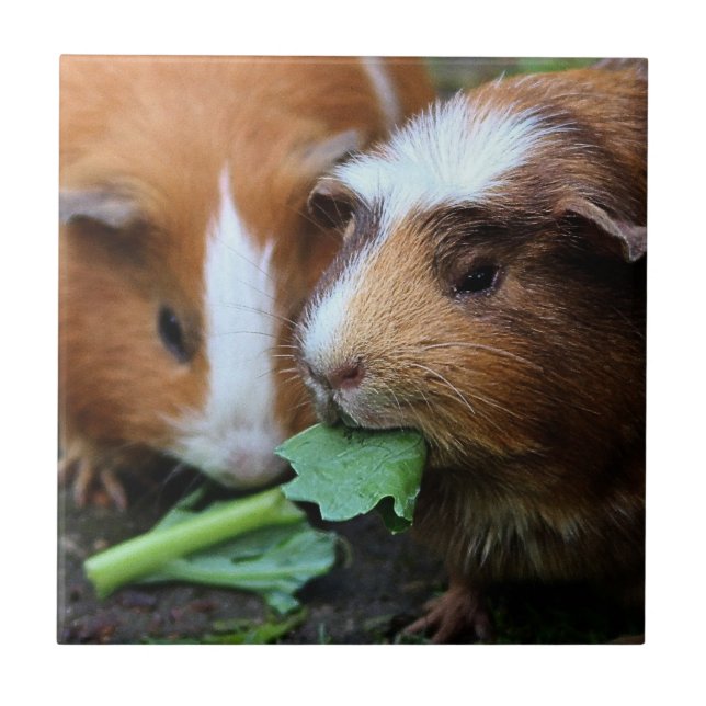 Två Cute Guinea-Grisar-Gröntar Kakelplatta (Framsidan)