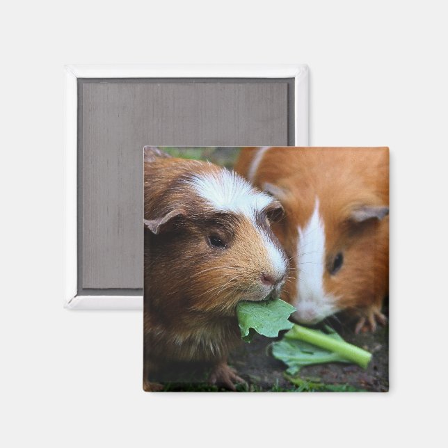 Två Cute Guinea-Grisar-Gröntar Magnet (Front/Back)