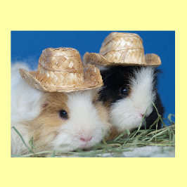 Två Cute Guinea-Grisar Poster