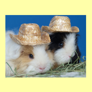 Två Cute Guinea-Grisar Poster