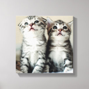 Två Cute Kittens Canvastryck