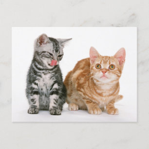 Två Cute Kittens fotovykort Vykort