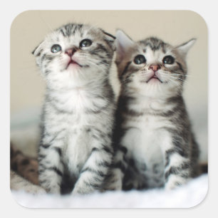 Två Cute Kittens Fyrkantigt Klistermärke