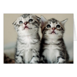 Två Cute Kittens Hälsningskort