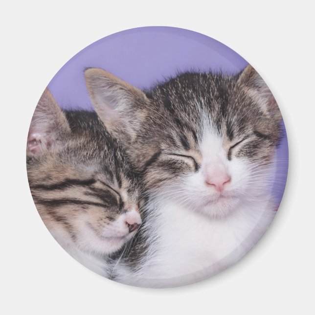Två Cute Kittens Napping Magnet (Framsidan)