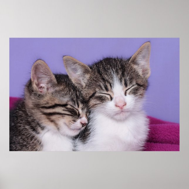 Två Cute Kittens Napping Poster (Framsidan)
