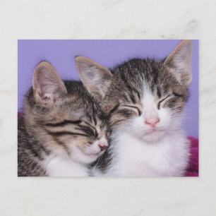 Två Cute Kittens Napping Vykort