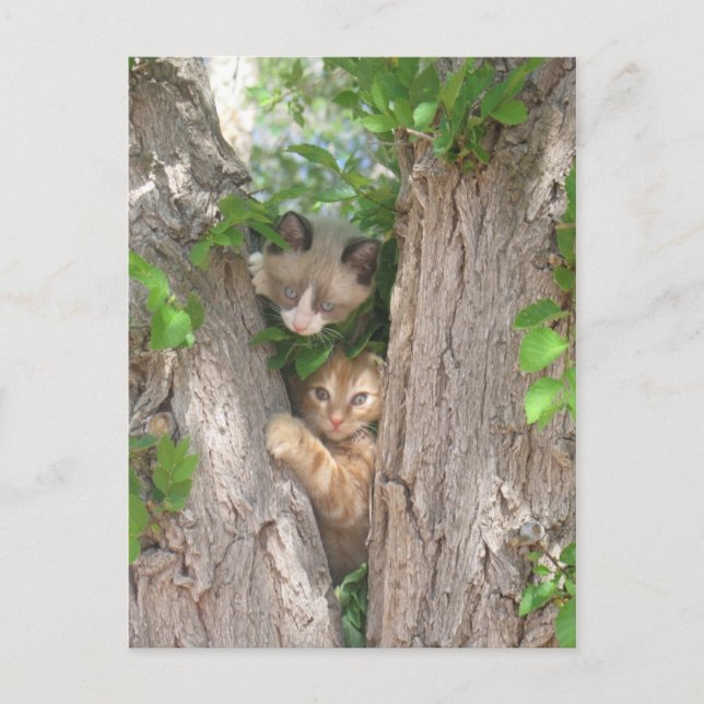 Två Cute Kittens på Träd Vykort (Framsida)