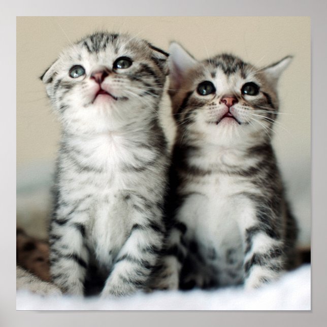Två Cute Kittens Poster (Framsidan)