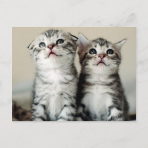 Två Cute Kittens Vykort