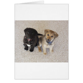Två Cute Labrador-valpar Hälsningskort