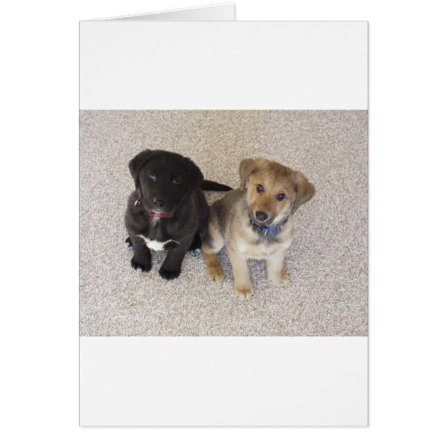 Två Cute Labrador-valpar Hälsningskort (Framsidan)