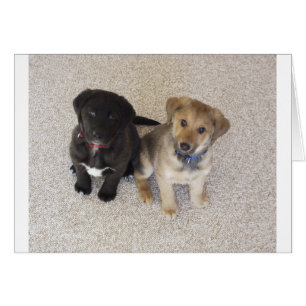 Två Cute Labrador-valpar Hälsningskort