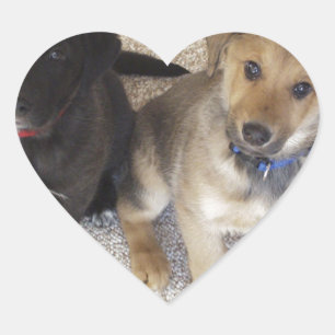 Två Cute Labrador-valpar Hjärtformat Klistermärke