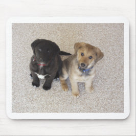 Två Cute Labrador-valpar Musmatta