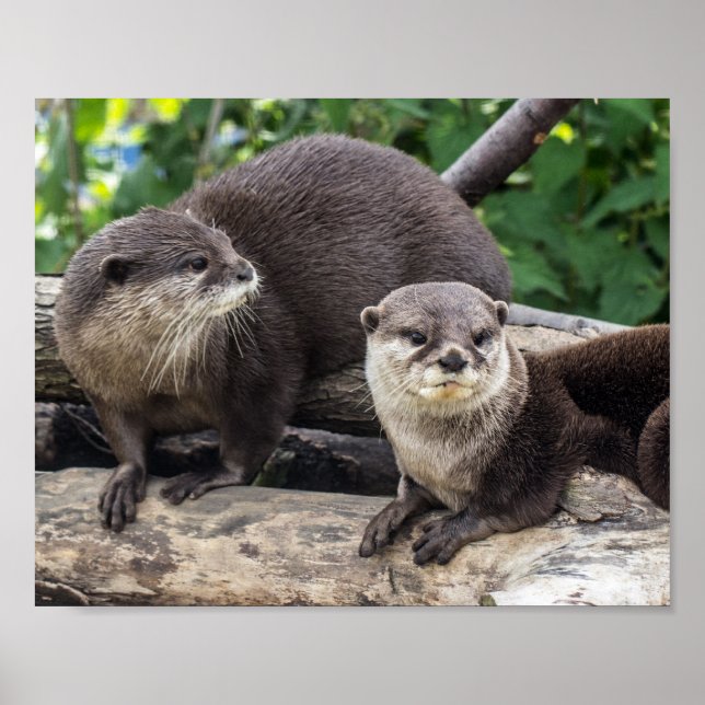 Två cute-ottrar | Öl Poster (Framsidan)