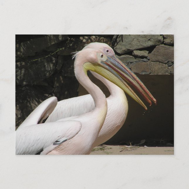 Två Cute Pelicans DIY-vykort Vykort (Framsida)