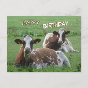 Två Cute White-Brown Cows Birday-vykort Vykort