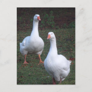 Två Cute White Geese DIY-vykort Vykort