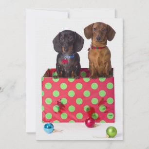 Två Dachshund-valpar