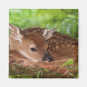 Två dagar gammal vitstjärtad hjorthjort, Kentucky. Magnet
