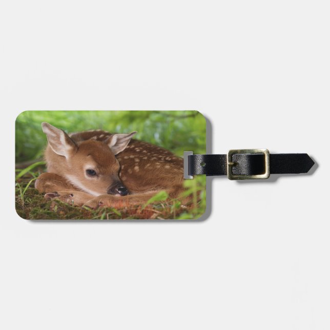 Två dagar gammal White-tailed Deer unge, Kentucky. Bagagebricka (Horisontell Framsida)