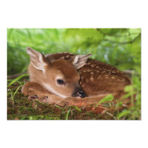Två dagar gammal White-tailed Deer unge, Kentucky. Fototryck