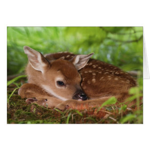 Två dagar gammal White-tailed Deer unge, Kentucky. Hälsningskort