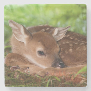Två dagar gammal White-tailed Deer unge, Kentucky. Stenunderlägg
