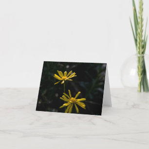 Två daisyblommor kort