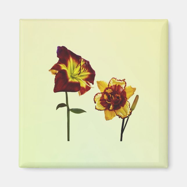 Två Daylilies med Chatta Magnet (Framsidan)