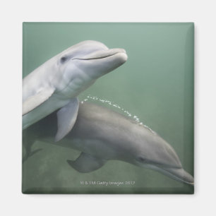 Två delfiner under vatten magnet