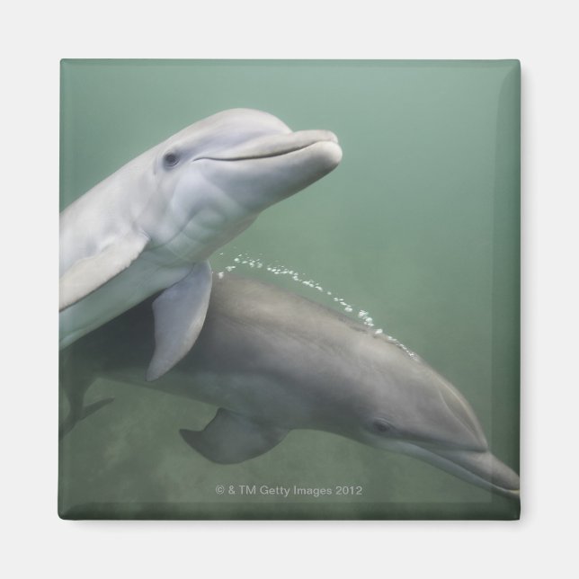 Två delfiner under vatten magnet (Framsidan)