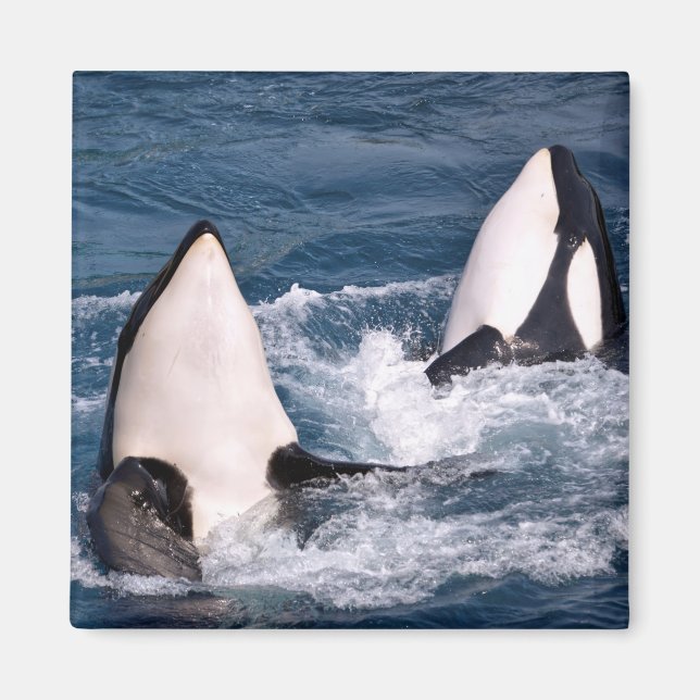 Två dödliga valar magnet (Framsidan)