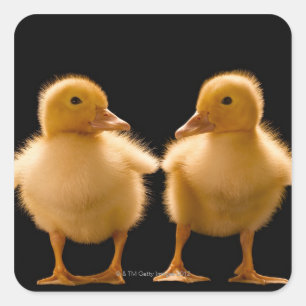 Två ducklings som tittar en another fyrkantigt klistermärke