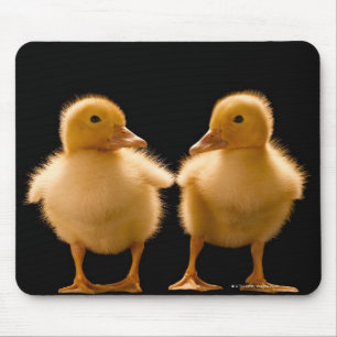 Två ducklings som tittar en another musmatta