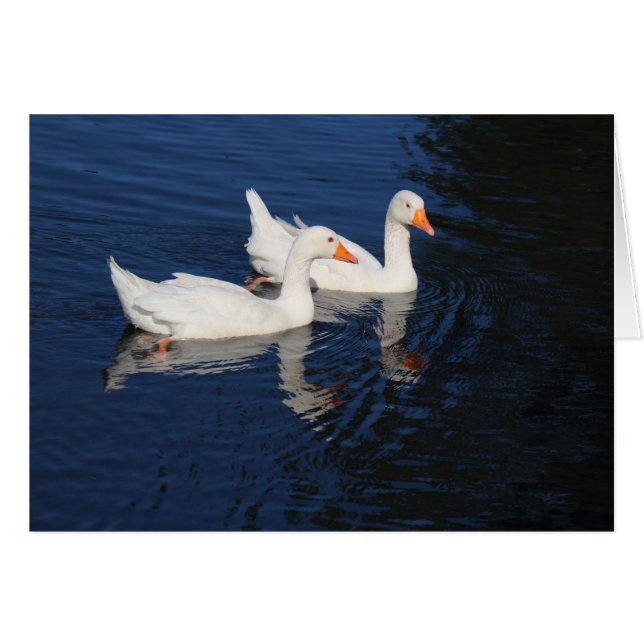Två Emden Geese Hälsningskort (Framsidan Horizontal)