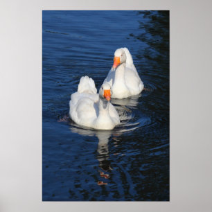 Två Emden Geese II Poster