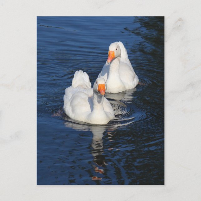 Två Emden Geese II Vykort (Framsida)