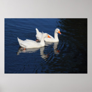 Två Emden Geese Poster