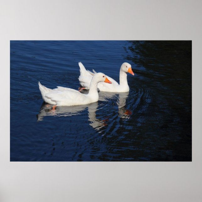 Två Emden Geese Poster (Framsidan)