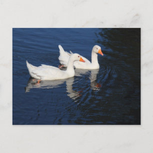Två Emden Geese Vykort