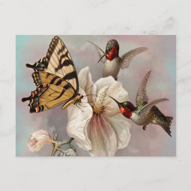 Två fåglar och en fjäril som delar en måltid vykort (Framsida)