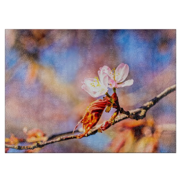 Två Fantastisk Sakura Flowers. Rosa, blå bakgrund (Framsidan)