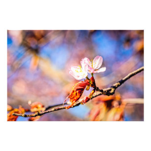 Två Fantastisk Sakura Flowers. Rosa, blå bakgrund Fototryck