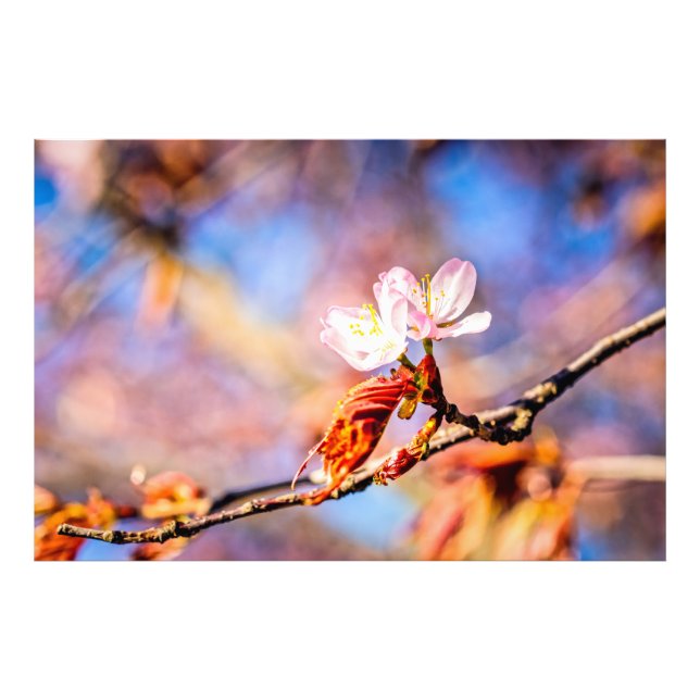 Två Fantastisk Sakura Flowers. Rosa, blå bakgrund Fototryck (Framsidan)
