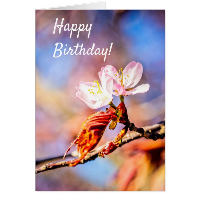 Två Fantastisk Sakura Flowers. Rosa, blå bakgrund Hälsningskort (Framsidan)