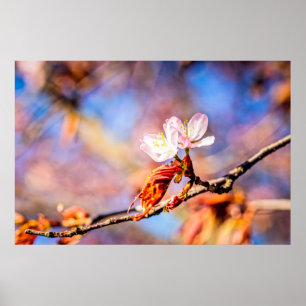 Två Fantastisk Sakura Flowers. Rosa, blå bakgrund Poster