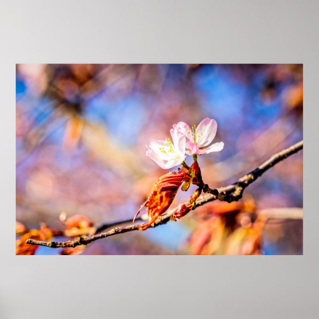 Två Fantastisk Sakura Flowers. Rosa, blå bakgrund Poster (Framsidan)